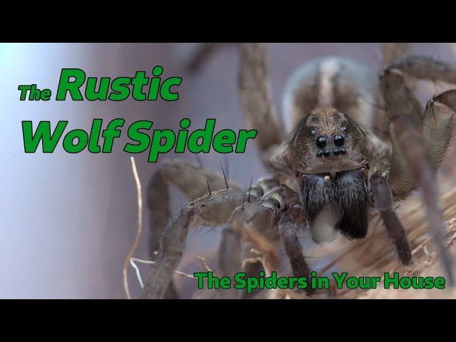 The Spiders in Your House - The Rustic Wolf Spider