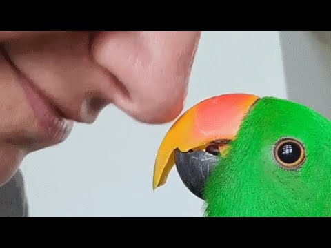 Woman brings home a parrot. And now he thinks she's his mommy.