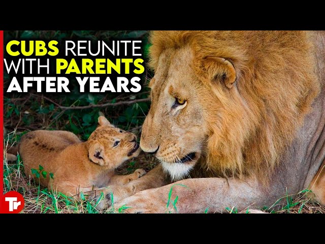 Look What Happens When Cubs Reunite with Parents After Years