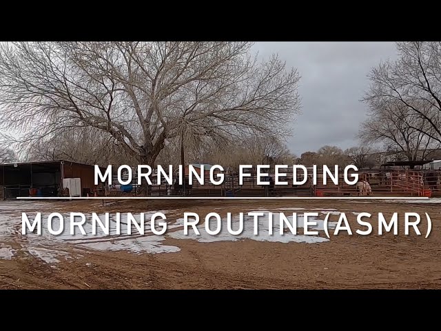 Morning Feed Routine (ASMR)