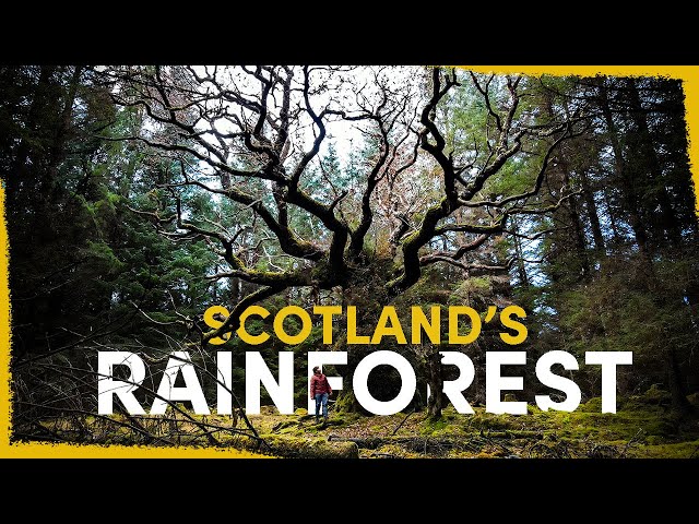 How We're Bringing Back Scotland's Lost Rainforest
