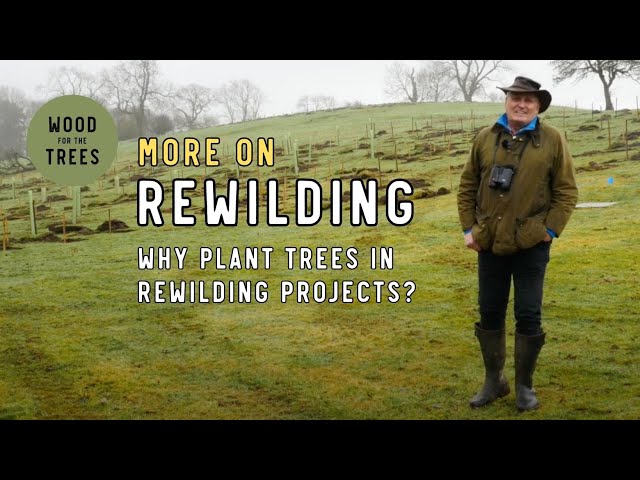 Why plant trees when you are Rewilding? #WFTT More On...Rewilding