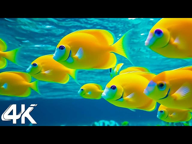 [NEW] 11HRS Stunning 4K Underwater Wonders - Relaxing Music | Coral Reefs, Fish & Colorful Sea Life
