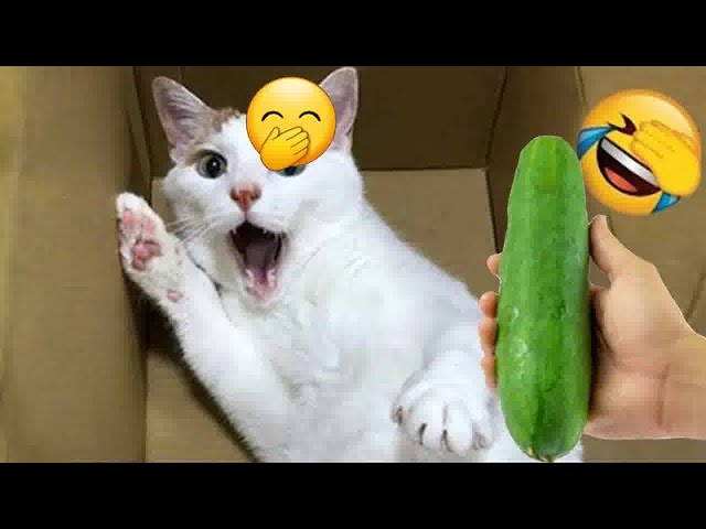 Funny Cat Video Compilation😁World's Funniest Cat Videos😻Funny Cat Videos Try Not To Laugh😺#5