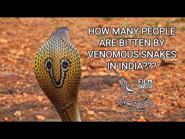 How many people are bitten by venomous snakes in India?