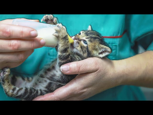 How To Become An RSPCA Worker | Animal Rescue School | Real Wild