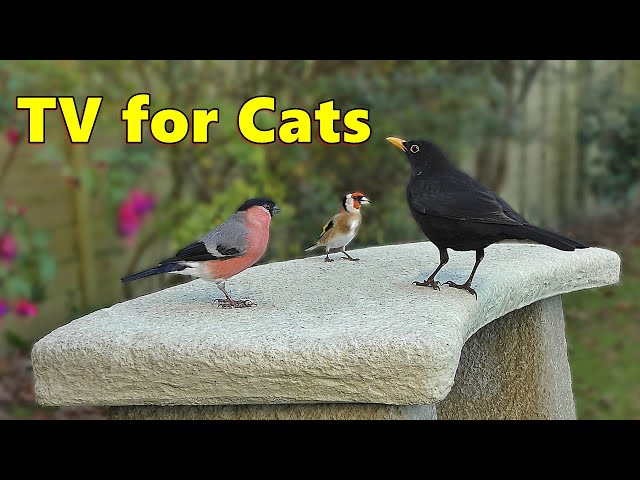Cat TV Paradise ~ Birds of Cornwall for Cats to Watch ⭐ 8 HOURS ⭐