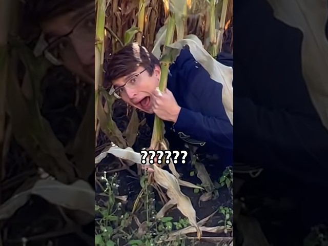 We got trapped in the world’s biggest corn maze…