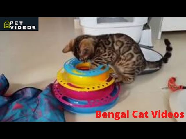 Funny Cats Try Not To Laugh Videos | Cute Playful Baby Bengal Cats  Videos