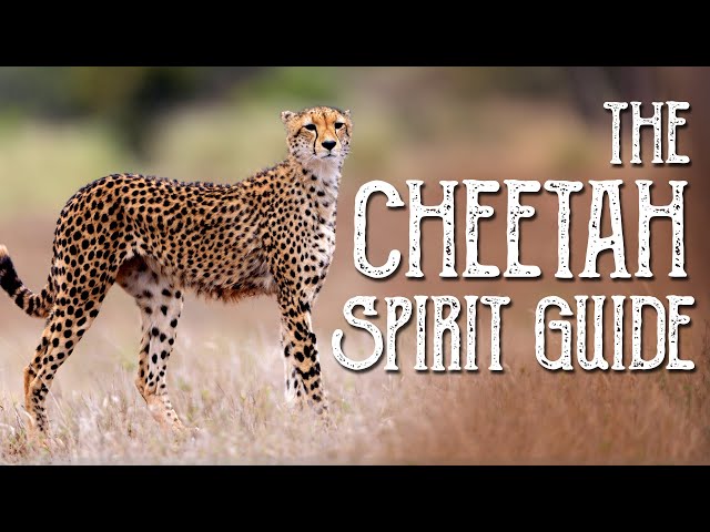 Cheetah Spirit Guide - Ask the Spirit Guides Oracle, Totem Animal, Power Animal, Magical Crafting