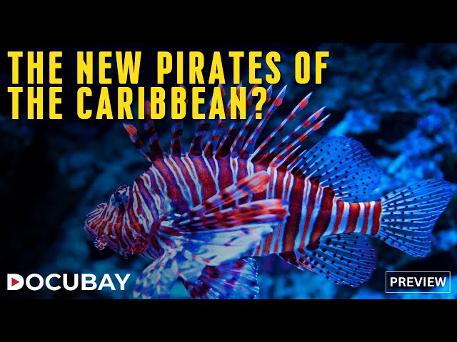 Can Lionfish The Aquatic Pirates Take Over the Caribbean? | Watch 'Lionfish' On DocuBay