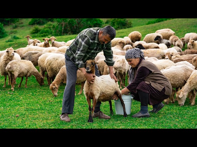 Fresh Sheep Milk - Making Traditional Caucasus Cheese