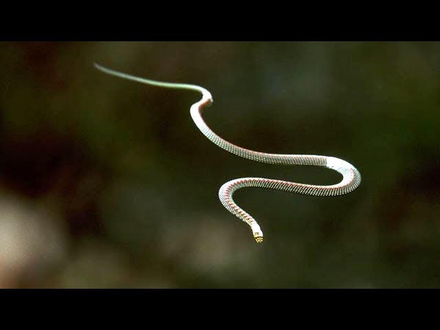 "Flying" Snake's Secret Revealed