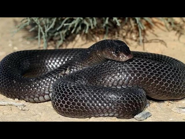 Desert Animals: The Cobra