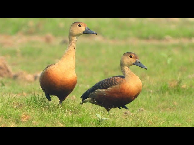 4K Relaxing | Animals in Safari | peacock dancing