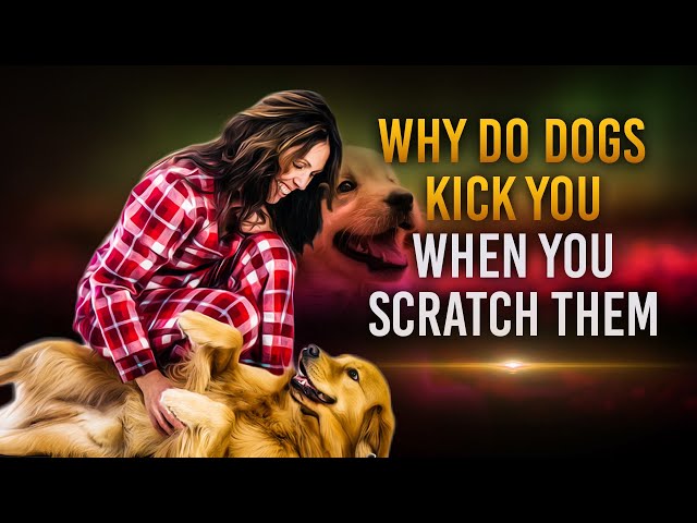 Why Do Dogs Kick When You Scratch Them?  Is it a sign of poor health?