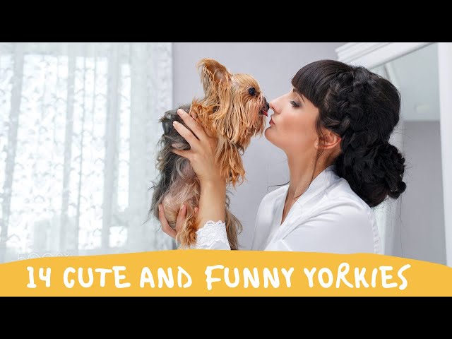 14 Cute and Funny Yorkie Videos Instagram | Adorable Teacup Yorkie Puppy Videos Try Not To Laugh
