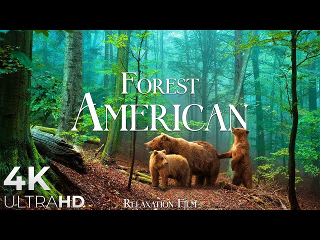 FOREST 4K 🌲 American Nature Relaxation Film - Peaceful Relaxing Music - 4k Video UltraHD