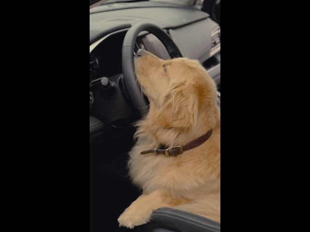 Subaru Dog Tested | Take A Break