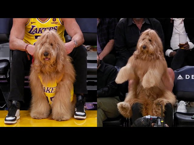Huge Dog sits courtside at NBA Game