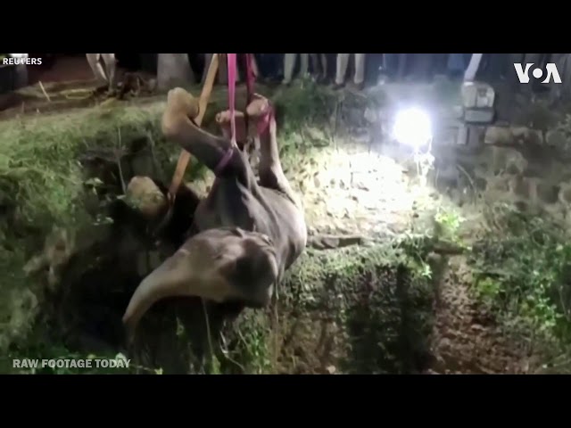 Elephant hoisted and saved from well in India