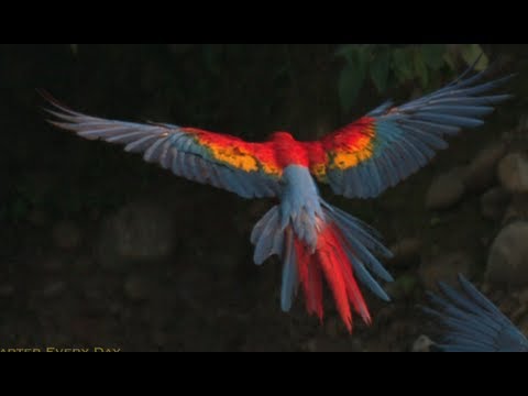MACAWS in SlowMotion! Rainforest Research! Smarter Every Day 60