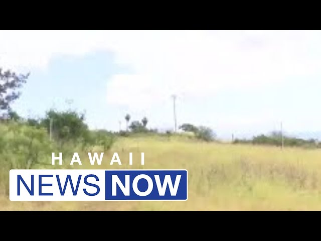 Work is underway to reforest Lahaina after the wildfire disaster