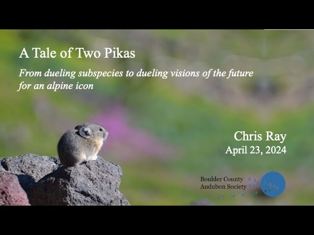 A tale of two pikas: Dueling visions of the future for an alpine icon - Chris Ray, 4/23/24