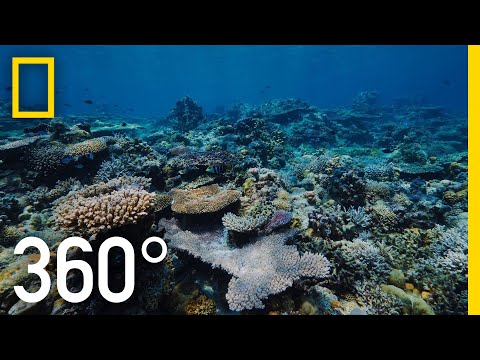 Grandpa’s Reef - 360 | National Geographic