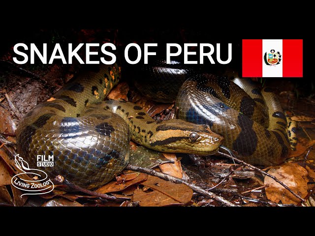 Snakes of Peru, 5 species from the Amazon rainforest, anaconda, aquatic coral snake and more