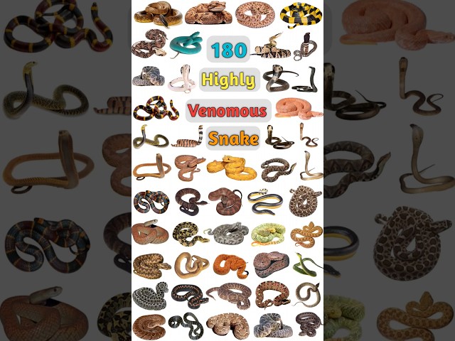 180 Venomous Snakes: Part- 02 #venomoussnake #poisonoussnakes #snakename #snakes #poisonoussnake