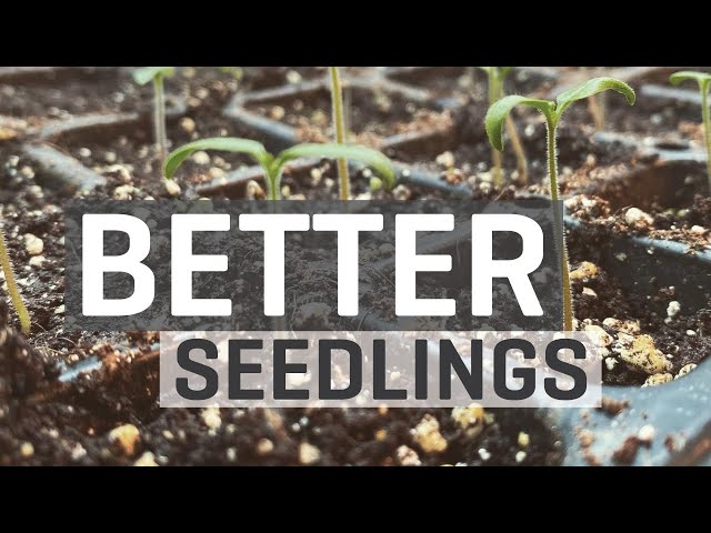BETTER Seedlings Guide