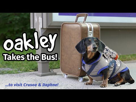 Ep#4: OAKLEY TAKES THE BUS - Goes to Visit Crusoe & Daphne! [Part 1]