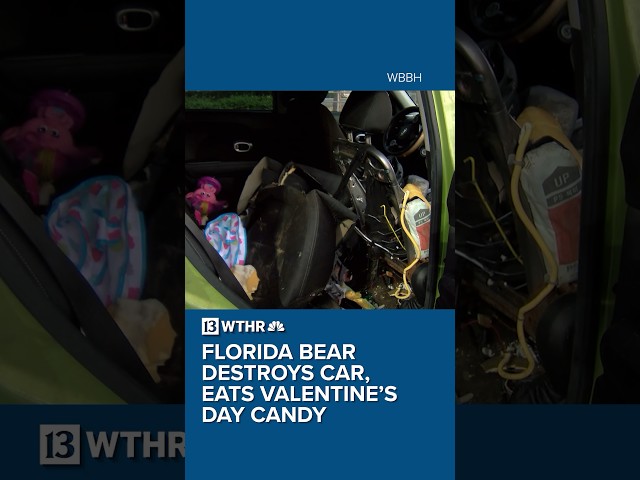 Florida bear destroys car, eats Valentine’s Day candy