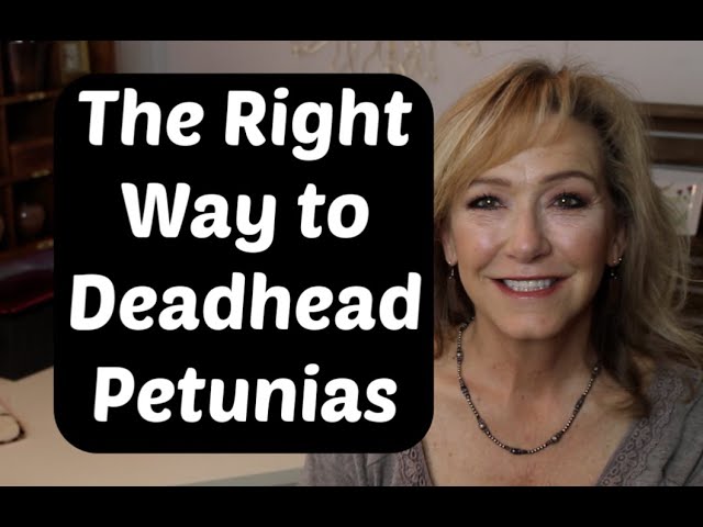 The Right Way to Deadhead Petunias