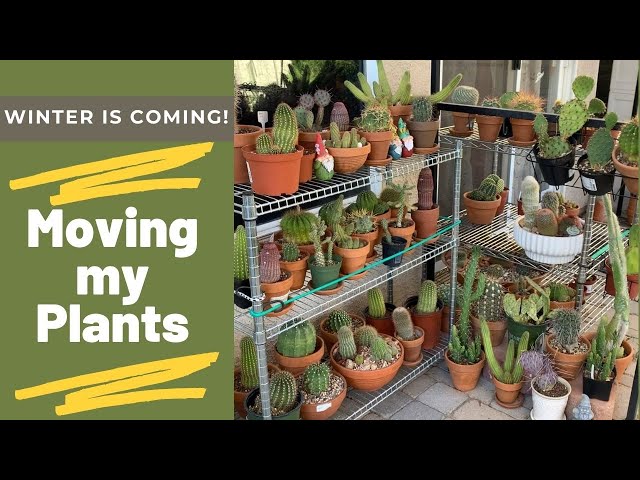 VLOG#9 Moving my Plants in the Backyard and Garage (Overwintering)