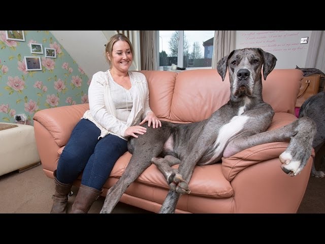 Britain's Biggest Dog