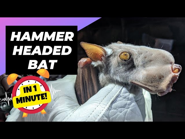 Hammer-Headed Bat 🦇 Does This Creature Exist? | 1 Minute Animals