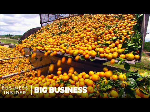 Why Florida Oranges Had The Worst Harvest Since World War II | Big Business | Business Insider