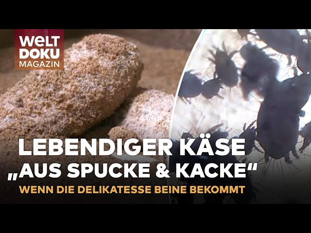 MAGISCHER MILBENKÄSE: "Milbenspucke & Kacke" - Ein kulinarisches Abenteuer für alle Sinne | Magazin