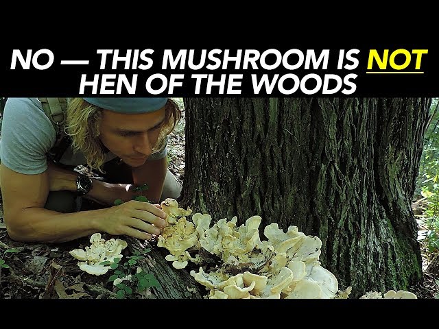 No — This Mushroom Is NOT Hen Of The Woods