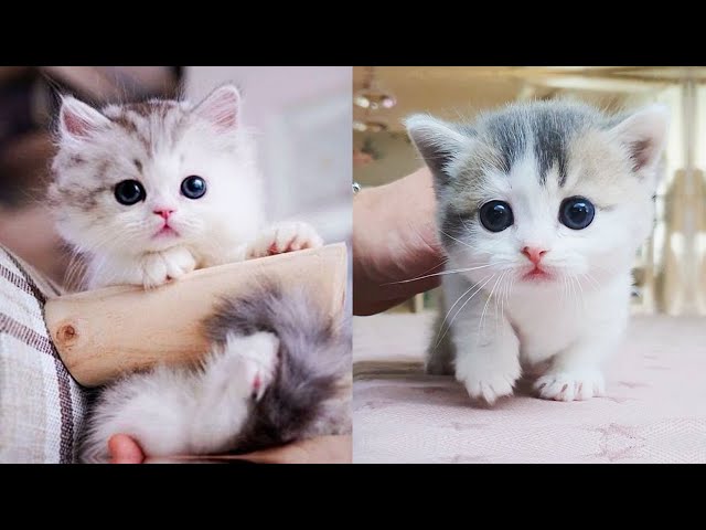 Baby Cats - Cute and Funny Cat Videos Compilation #63 | Aww Animals