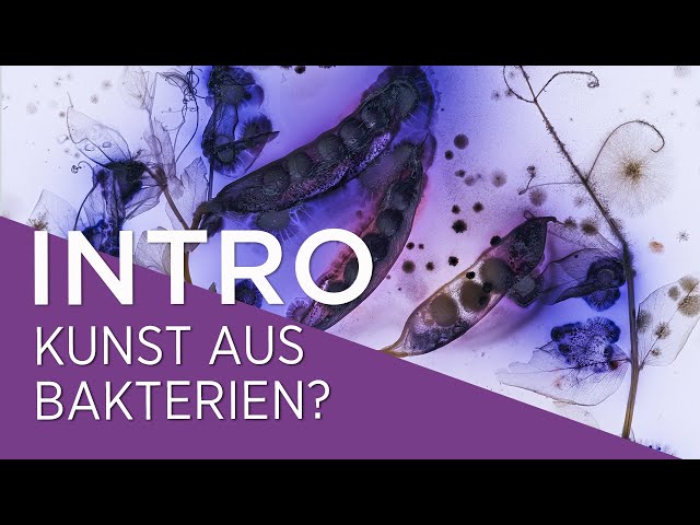 INTRO Kunst aus Bakterien? ∣ KATHRIN LINKERSDORFF