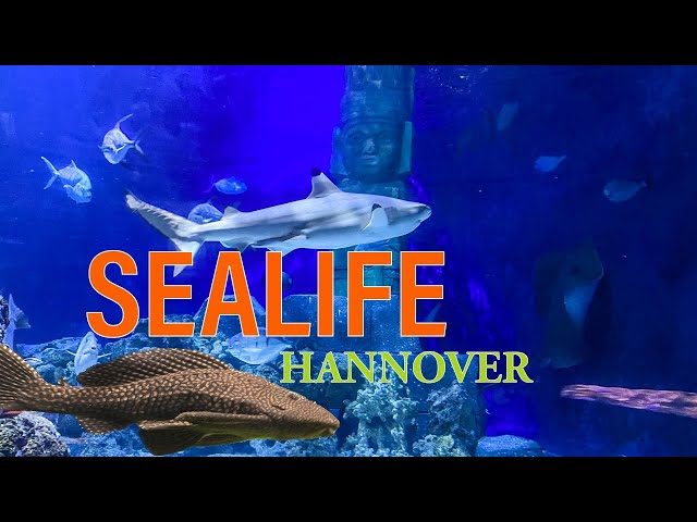 SEA LIFE Aquarium Hanover 4k