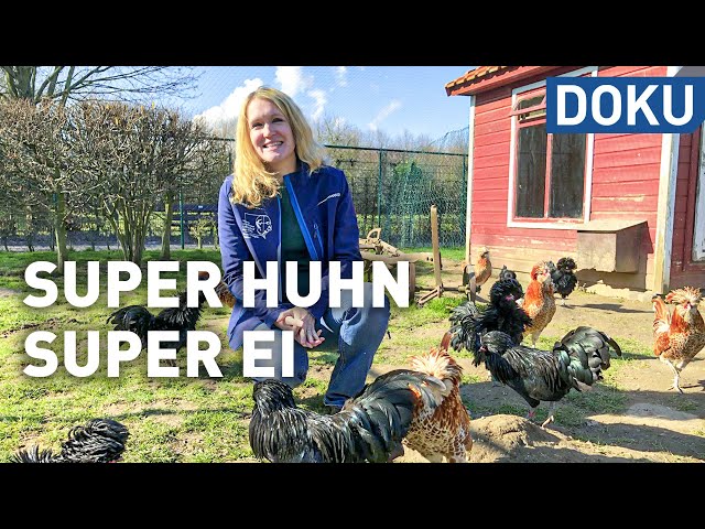 Das Hühnerleben - Super Huhn, super Ei | dokus und reportagen