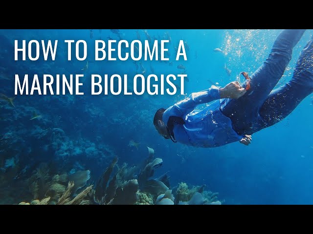How to Become a Marine Biologist (step by step) // Marine Biology Careers & Marine Research
