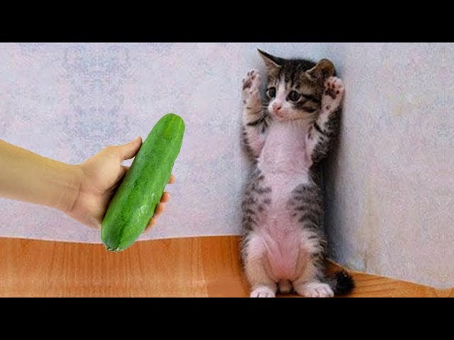 1 Hour Of Funniest Cats and Dogs - Funny Animals Videos 2024😺🐶 |Aww Pets