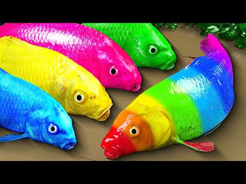 Stop motion ASMR - Catfish hunting crocodile colorful Koi Fish and hunting eels 스톱 모션