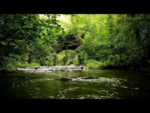 8 HOURS OF FOREST SOUNDS, GENTLE STREAM SOUNDS, BIRDS CHIRPING, RELAXING NATURE SOUNDS
