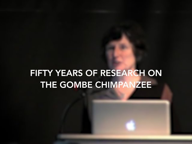 Fifty Years of Research on the Gombe Chimpanzee